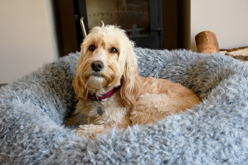 Rosewood rauhoittava koiranpeti, harmaa ja pörröinen XL 90cm