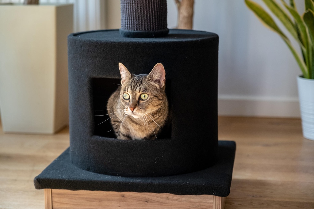 Ecomfy kissan raapimapuu peti+pesä musta 103cm