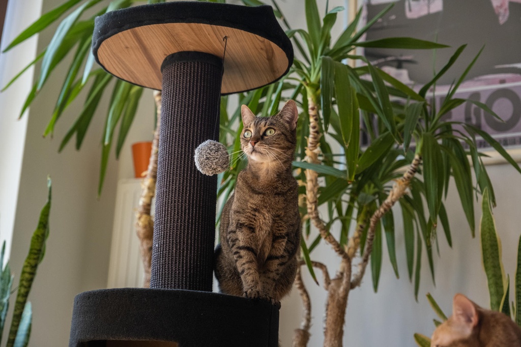 Ecomfy kissan raapimapuu peti+pesä musta 103cm