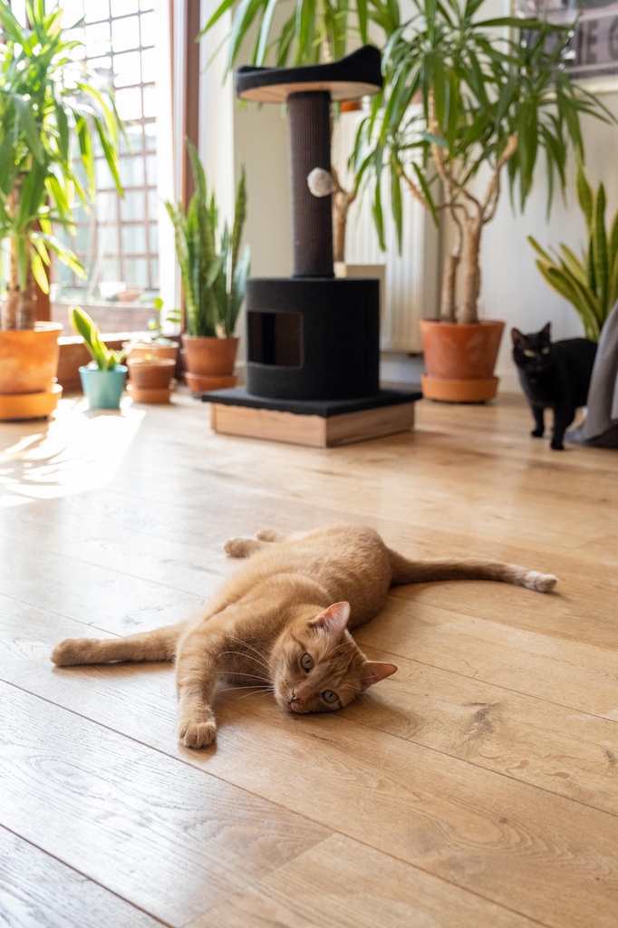 Ecomfy kissan raapimapuu peti+pesä musta 103cm