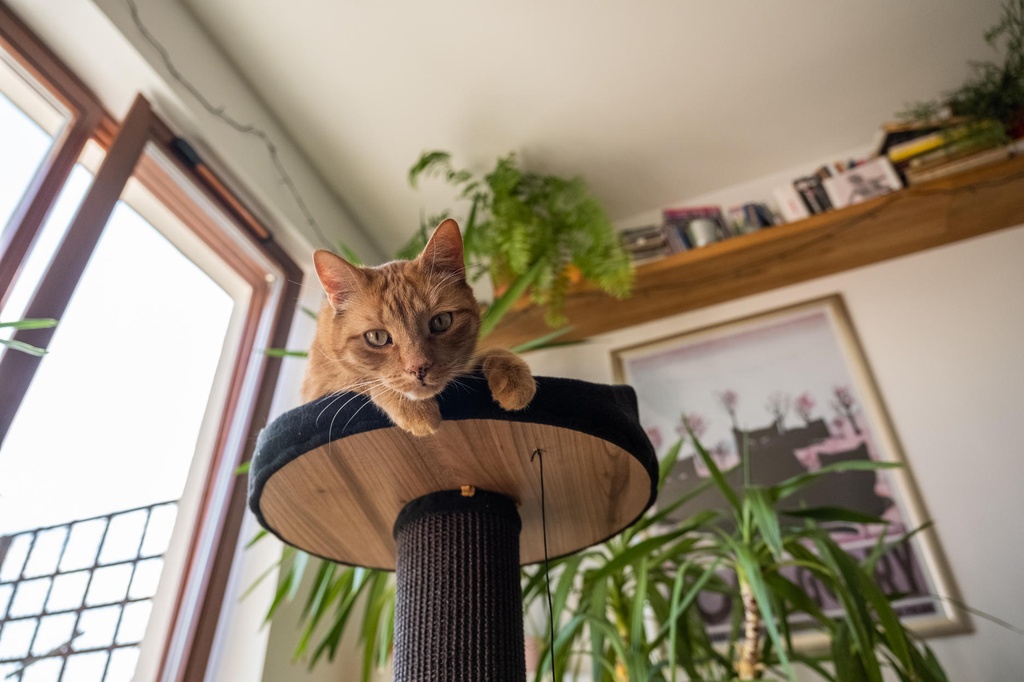 Ecomfy kissan raapimatolppa pedillä musta 67,5cm