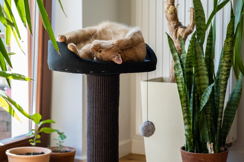 Ecomfy kissan raapimatolppa pedillä musta 67,5cm