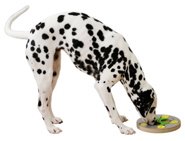 Kerbl koiran aktivointilelu pyöreä Ø25cm