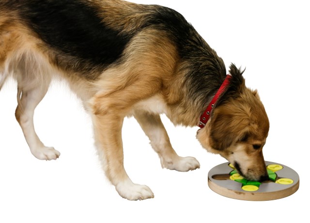 Kerbl koiran aktivointilelu pyöreä Ø25cm