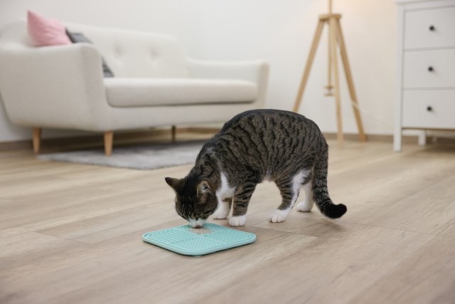 Kerbl lemmikin nuolumatto, 20x20cm, sininen