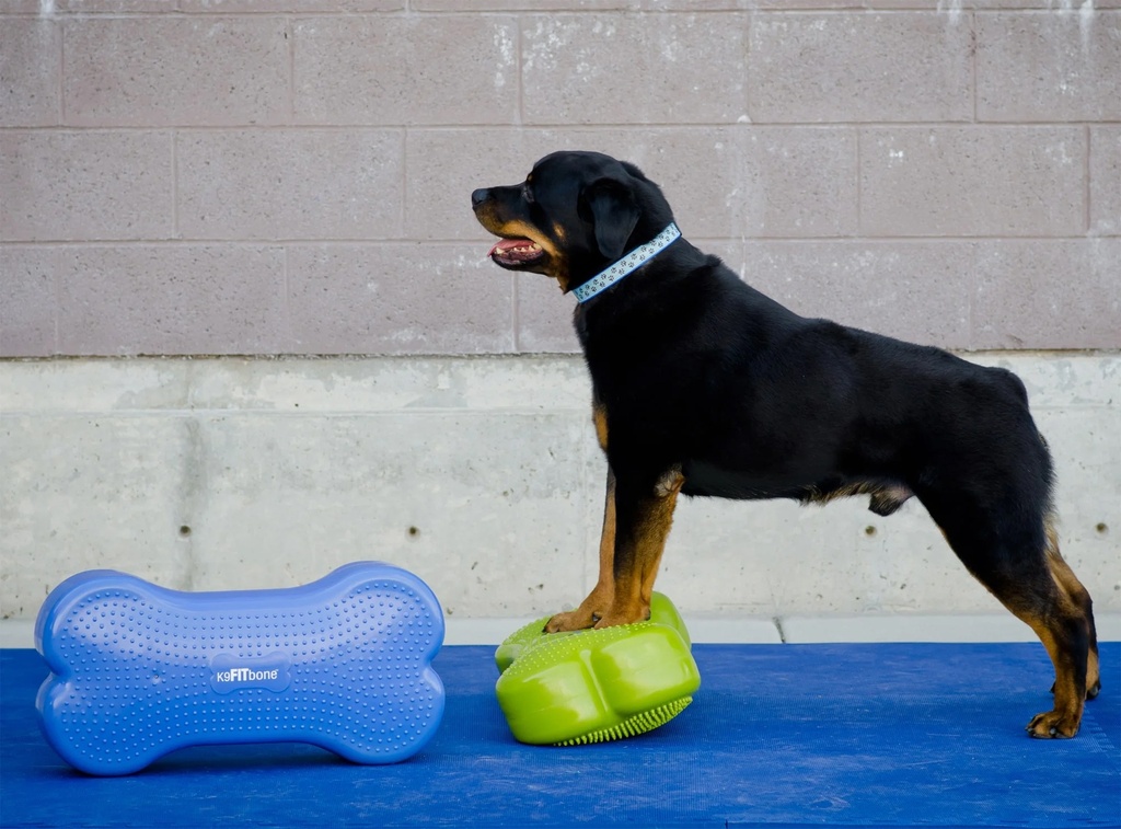 FitPAWS K9FITbone koiran tasapainoalusta, violetti, 58x29x10cm