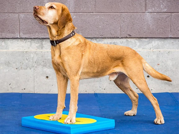 FitPAWS Targets koiran harjoittelualustat 4 kpl