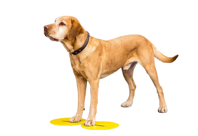 FitPAWS Targets koiran harjoittelualustat 4 kpl