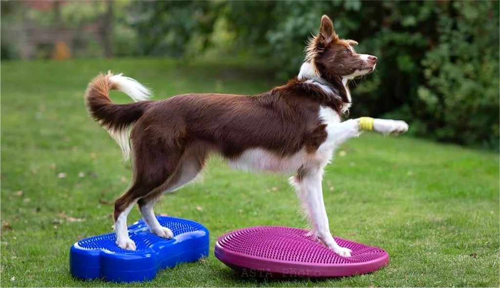 FitPAWS koiran tasapainolevy, pinkki, S ⌀36 cm