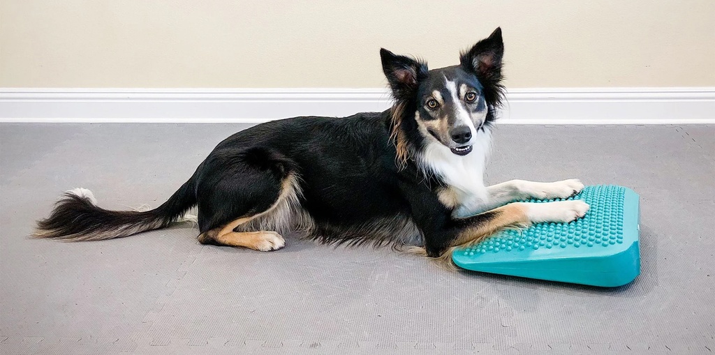 FitPAWS koiran tasapainoramppi, turkoosi