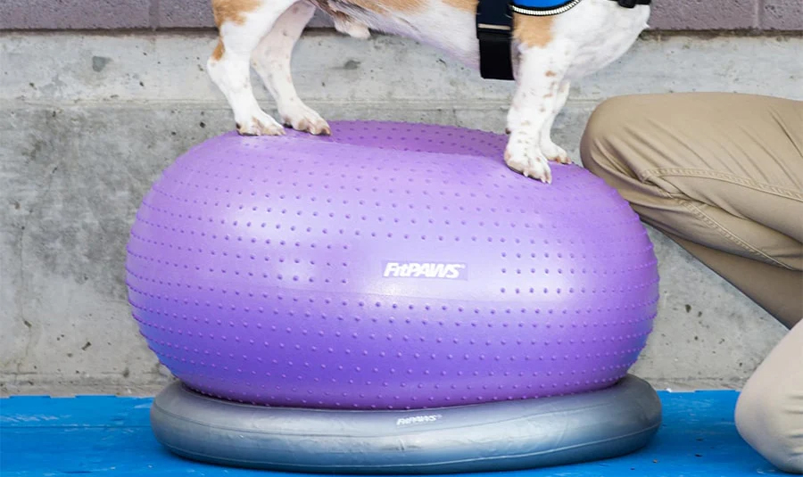 FitPAWS vakautusrengas pyöreälle alustalle