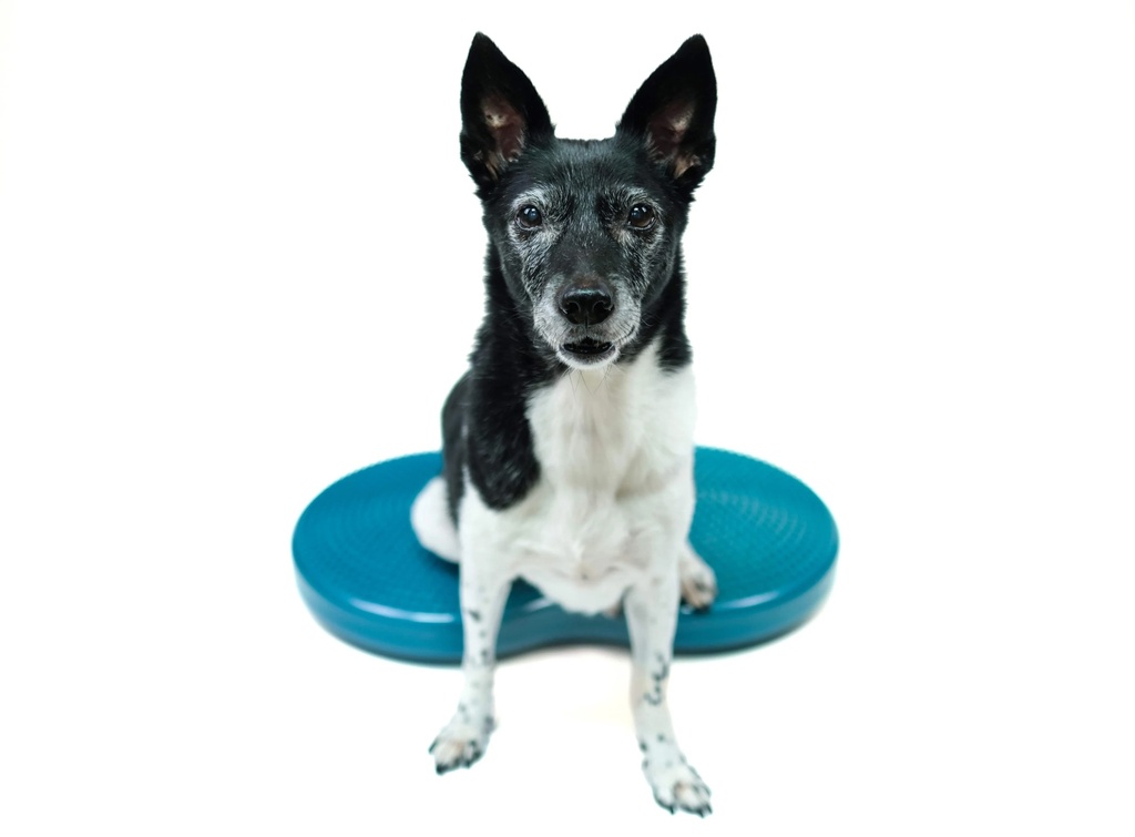 FitPaws Duo Disc tasapainoalusta n. 60x33x7cm