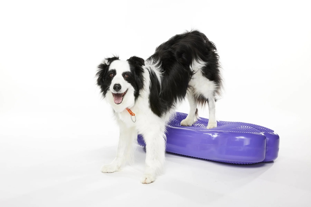 FitPAWS K9FITbone XL koiran tasapainoalusta, violetti, 90x39x14cm